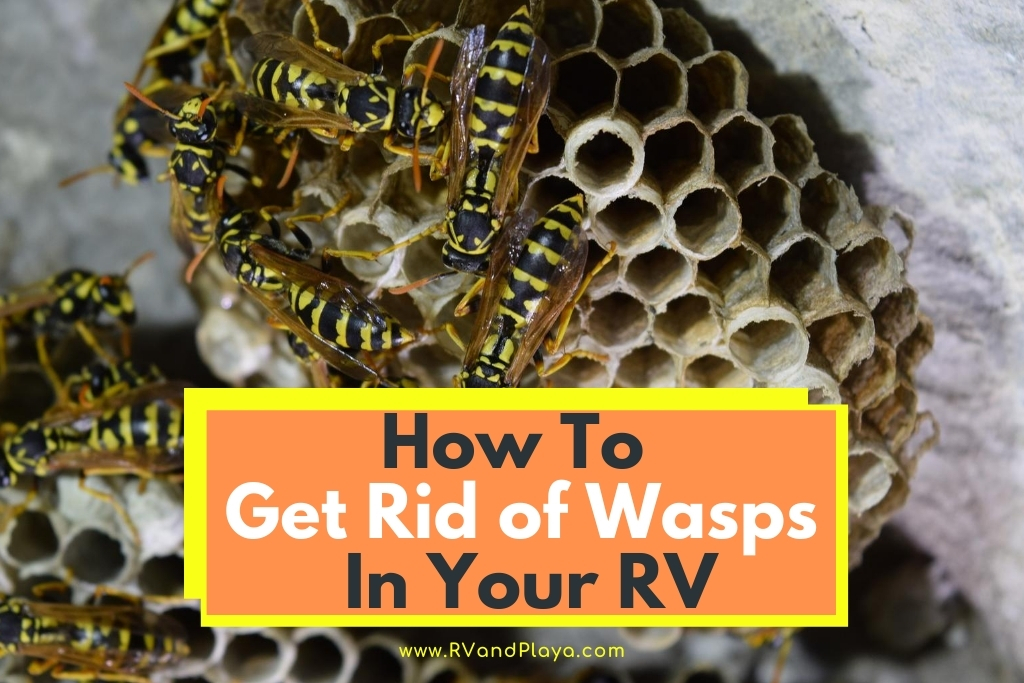 How To Get Rid of Wasps In Your RV