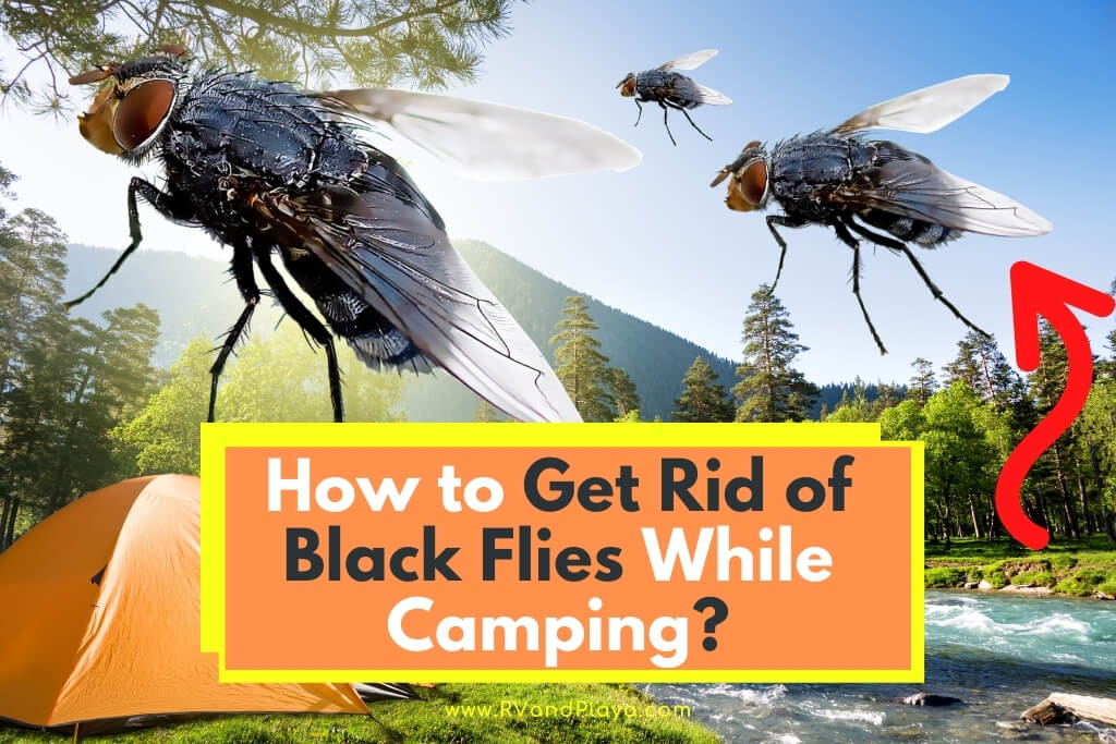 How to Get Rid of Black Flies While Camping