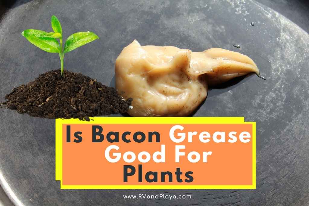 Is Bacon Grease Good For Plants