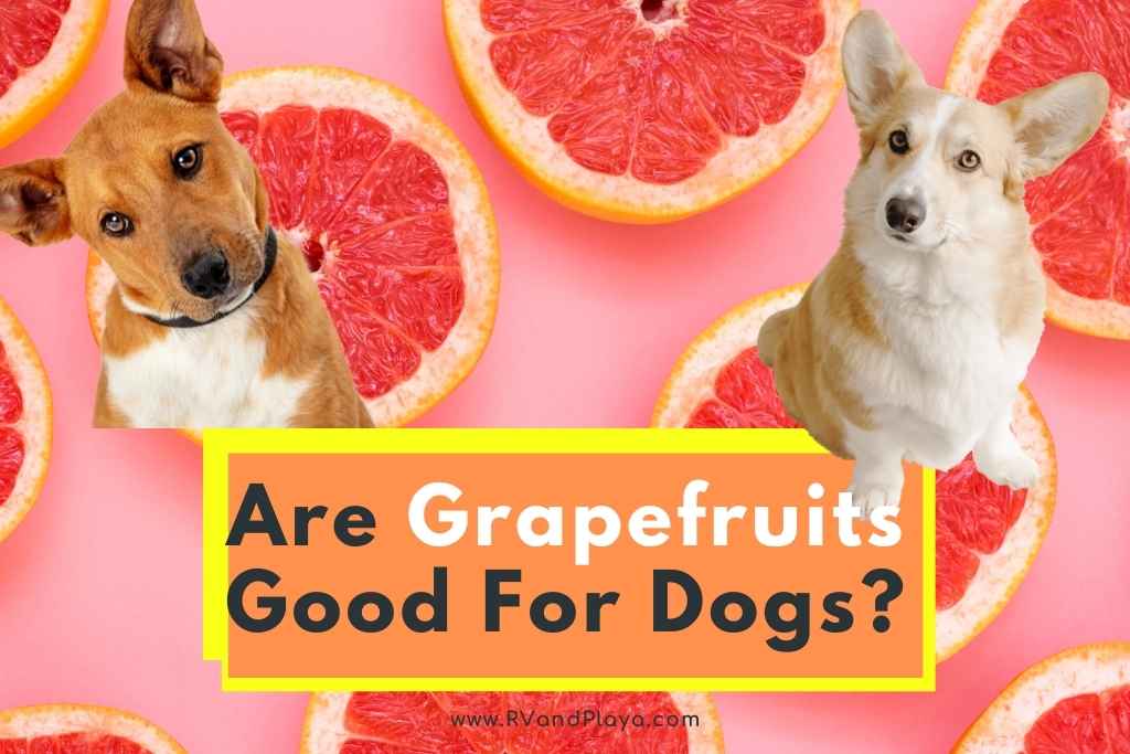 are grapefruits good for dogs