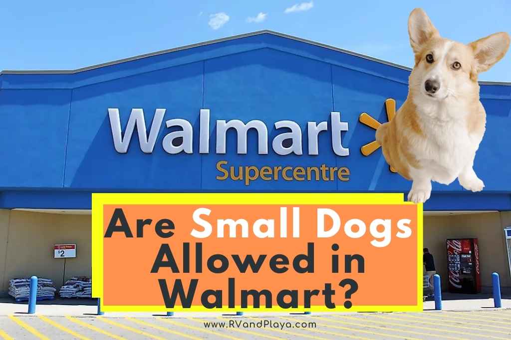 Are Small Dogs Allowed in Walmart
