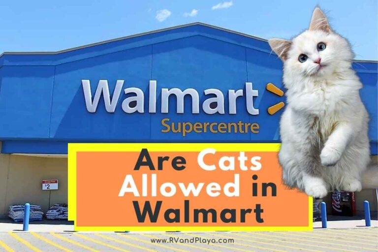 Are Cats Allowed in Walmart (Pet Policies To Know)