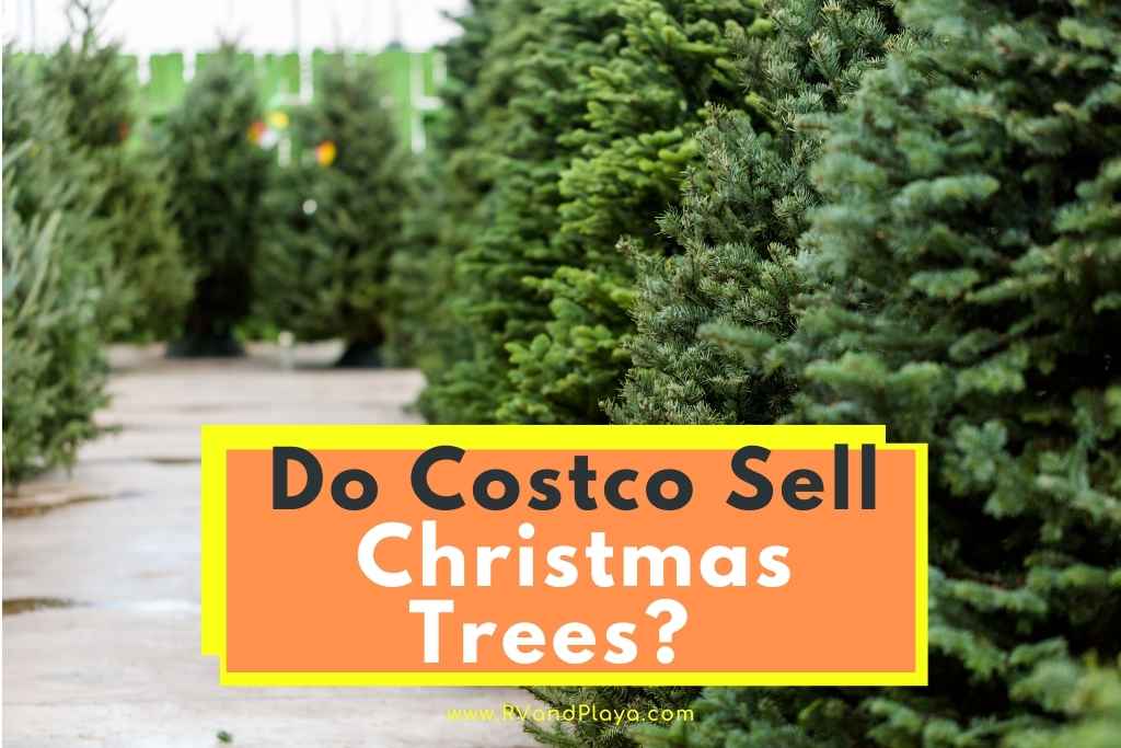 Do Costco Sell Christmas Trees