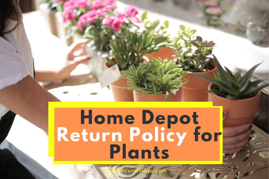 home depot return policy plants